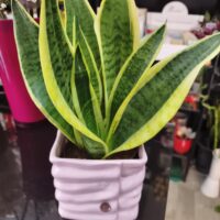 Sansevieria cod.193