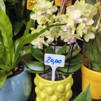 Phalaenopsis gialla con vaso cod.191