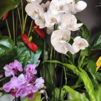 Phalaenopsis bianca cod 169