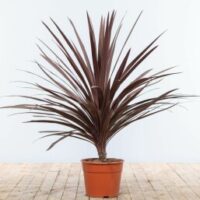 Cordyline australis 'Red Star cod.193